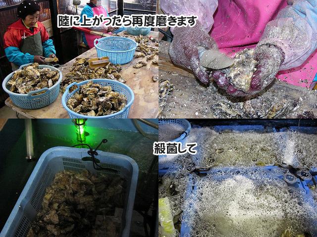 カキの陸上げ→　女性陣の清掃・研磨→　殺菌・完成