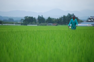 米の草刈り