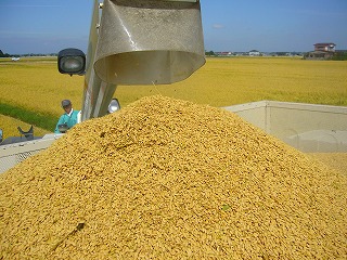 米の収穫　コンバイン排出